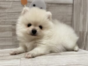 ⑰ポメラニアンalt=