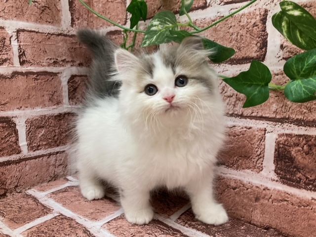 マンチカン（足長）（ロング）