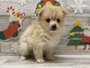 柴犬alt=