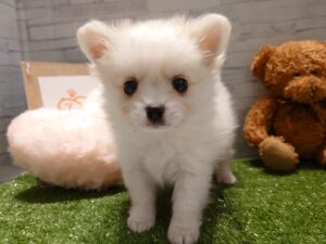 ③チワワ（スムース）alt=