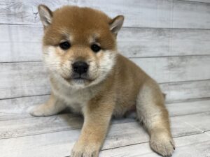 柴犬alt=