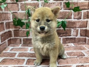 柴犬alt=