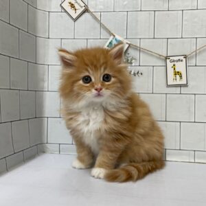 ⑪ノルウェージャンフォレストキャットalt=