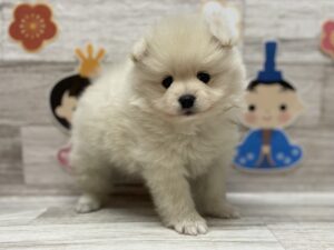 ①ポメラニアン　