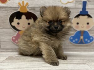 ⑥ポメラニアン　