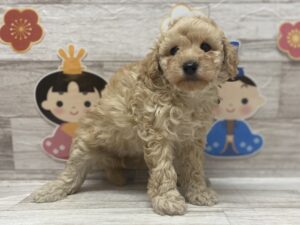 トイプードル　