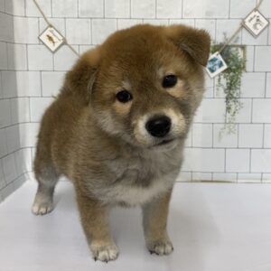 ④柴犬alt=