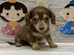 ①ミニチュアダックスフンド　￥316,800(税込)→3/31まで￥283,800(税込)