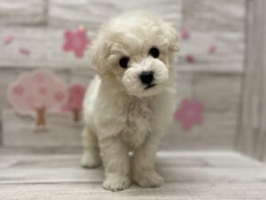 ビションフリーゼ　￥283,800(税込)