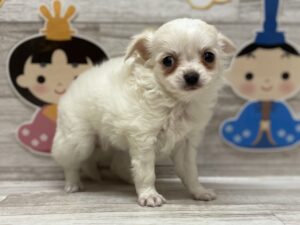 ②チワワ　￥294,800(税込)→10/1まで￥85,800(税込)
