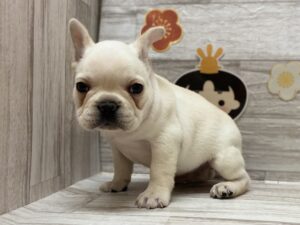 フレンチブルドッグ  　￥404,800(税込)→3/31まで￥360,800(税込)