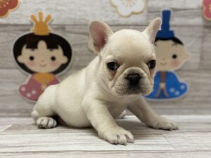 フレンチブルドッグ　￥415,800(税込)→3/31まで￥371,800(税込)
