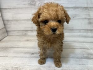 ⑧トイプードル￥392,700(税込)→3/20まで￥359,700(税込)