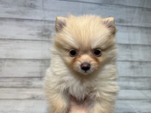 ⑥ポメラニアン￥260,700(税込)→3/20まで￥227,700(税込)