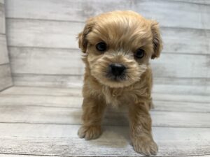 ⑰MIX(父ペキニーズ×トイプードル）￥315,700(税込)→3/20まで￥282,700(税込)