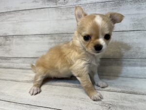 ②チワワ（ロング）￥293,700(税込)→3/20まで￥260,700（税込）