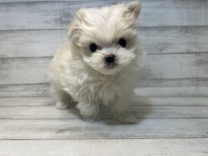 ⑰ポメラニアンalt=