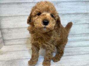㉘トイプードル￥238,700(税込)→3/20まで￥205,700(税込)