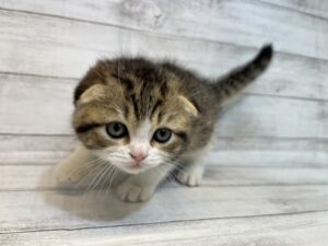 ④スコティッシュフォールド￥326,700(税込)→3/20まで￥293,700(税込)