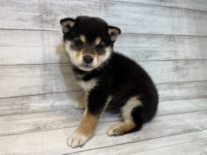 ⑱柴犬￥238,700(税込)→3/20まで￥205,700(税込)