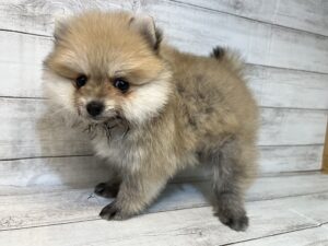 ⑰ポメラニアンalt=