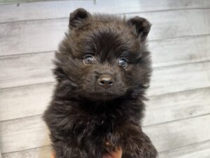 ㉖ポメラニアン￥238,700(税込)→3/20まで￥205,700(税込)
