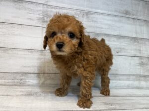 ⑭トイプードル￥326,700(税込)→3/20まで￥293,700(税込)