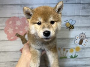 ④柴犬alt=