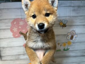 ④柴犬alt=