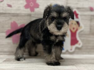 ④ミニチュアシュナウザー　￥305,800(税込)