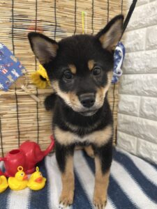 ⑤柴犬alt=