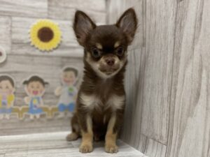 ③チワワ　￥327,800(税込)
