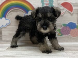 ④ミニチュアシュナウザー　￥250,800(税込)→10/1まで¥ 206,800(税込)