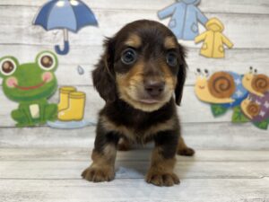 ⑯柴犬alt=