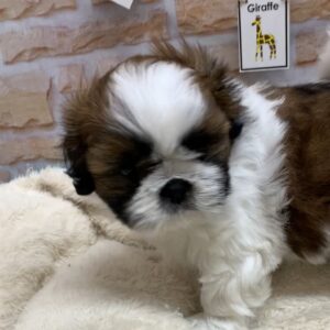 ③シーズーalt=