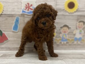 ④トイプードルalt=