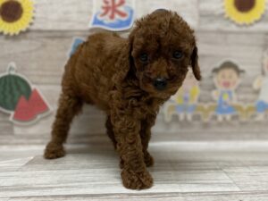 トイプードル　￥250,800(税込)→9/24まで¥173,800(税込)
