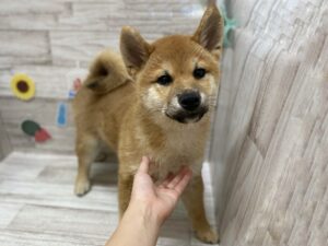 ⑥柴犬　