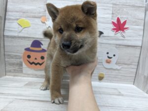 ③柴犬　