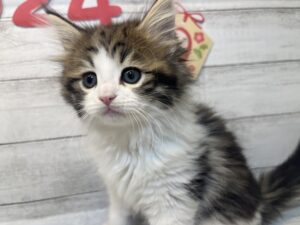 ⑤ノルウェージャンフォレストキャットalt=