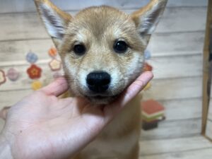 ⑬柴犬￥207,900(税込)