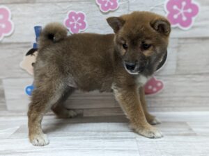 ⑪柴犬　￥206,800(税込)→4/22まで￥151,800(税込)