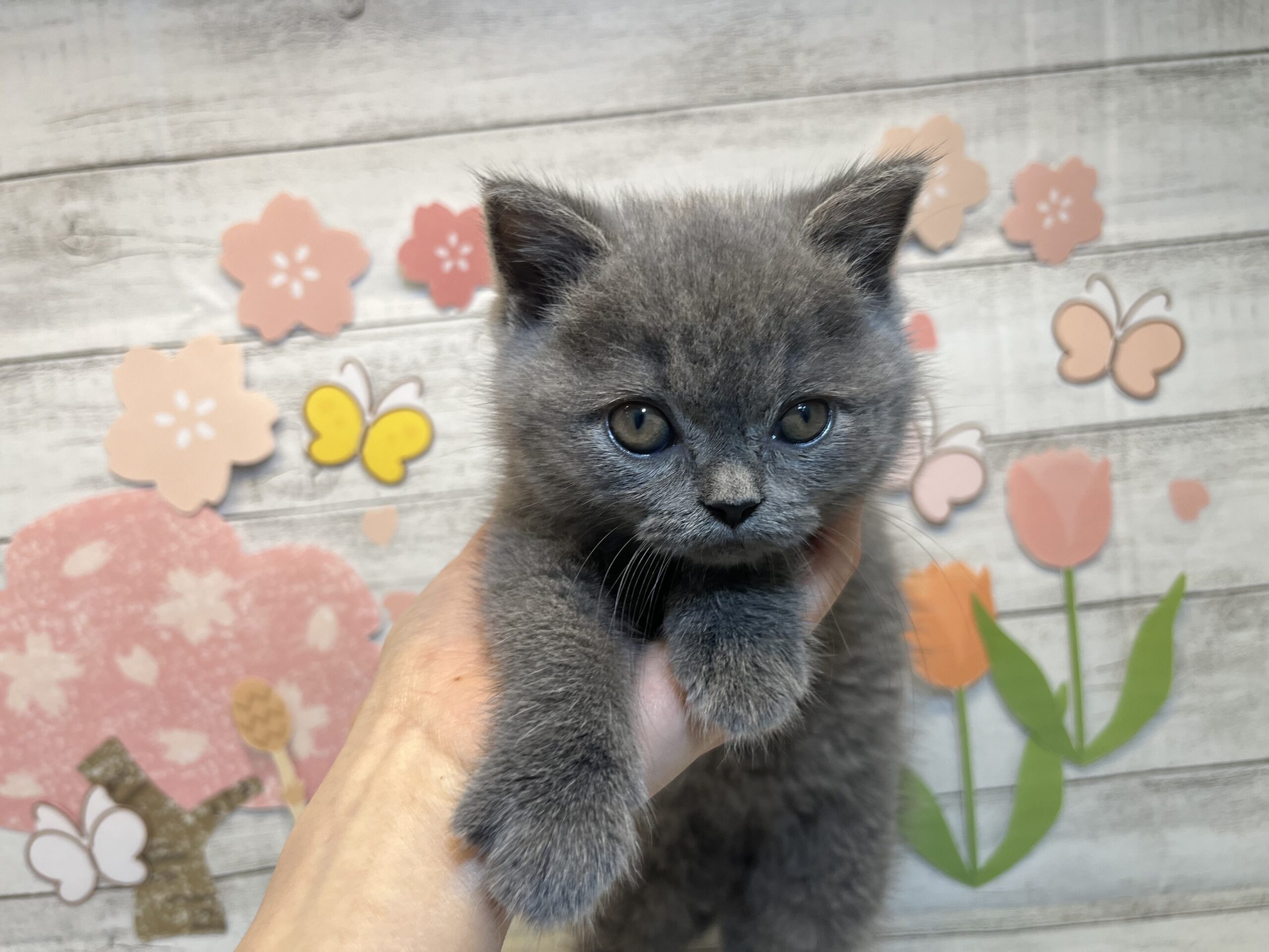 ①ブリティッシュショートヘアー