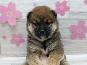 柴犬　￥250,800(税込)→5/22まで￥217,800(税込)