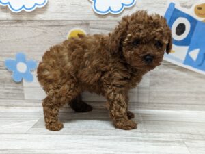 トイプードル    ￥349,800(税込)→5/6まで￥316,800(税込)