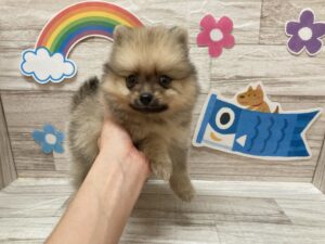 Mix(父ポメラニアン×母トイプードル)alt=