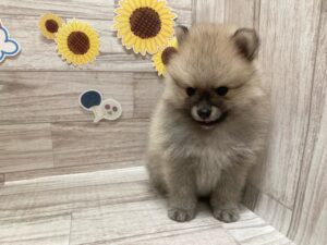 ①ポメラニアン　