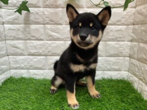 ⑪柴犬alt=