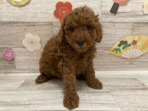 トイプードル　￥217,800(税込)→5/11まで￥85,800(税込)