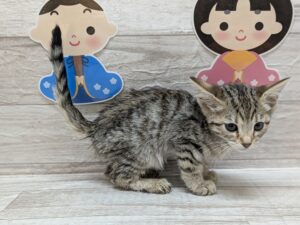 スコティッシュフォールド(立耳)　￥206,800(税込)→5/6まで￥129,800(税込)